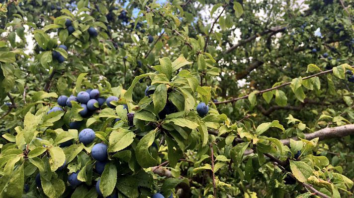 España Directo - Tiempo de endrinas