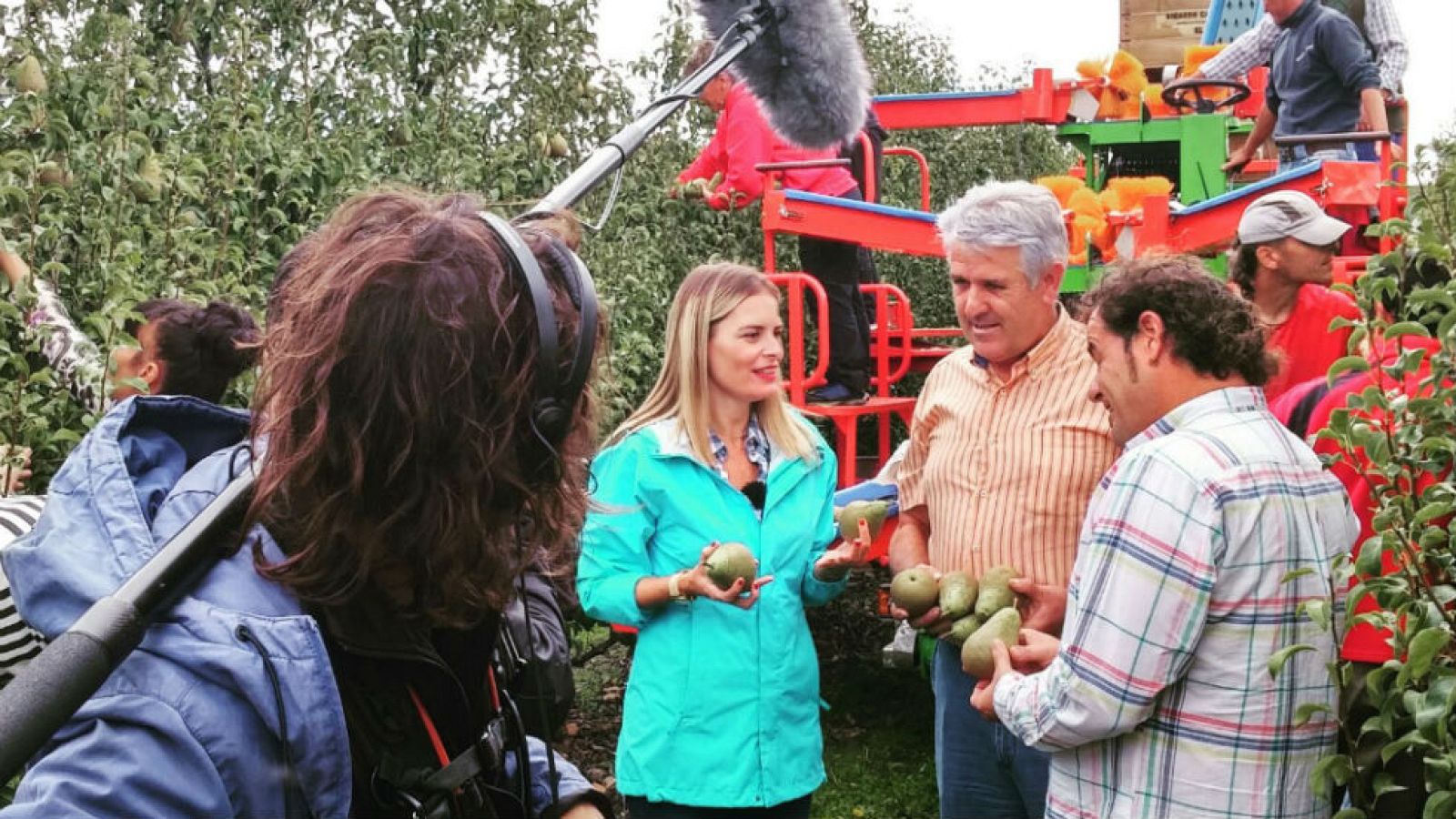 Peras dulces como el azúcar