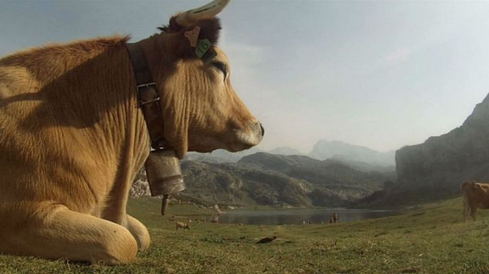 Aquí la Tierra - ¿Cuántos lagos son los Lagos de Covadonga?