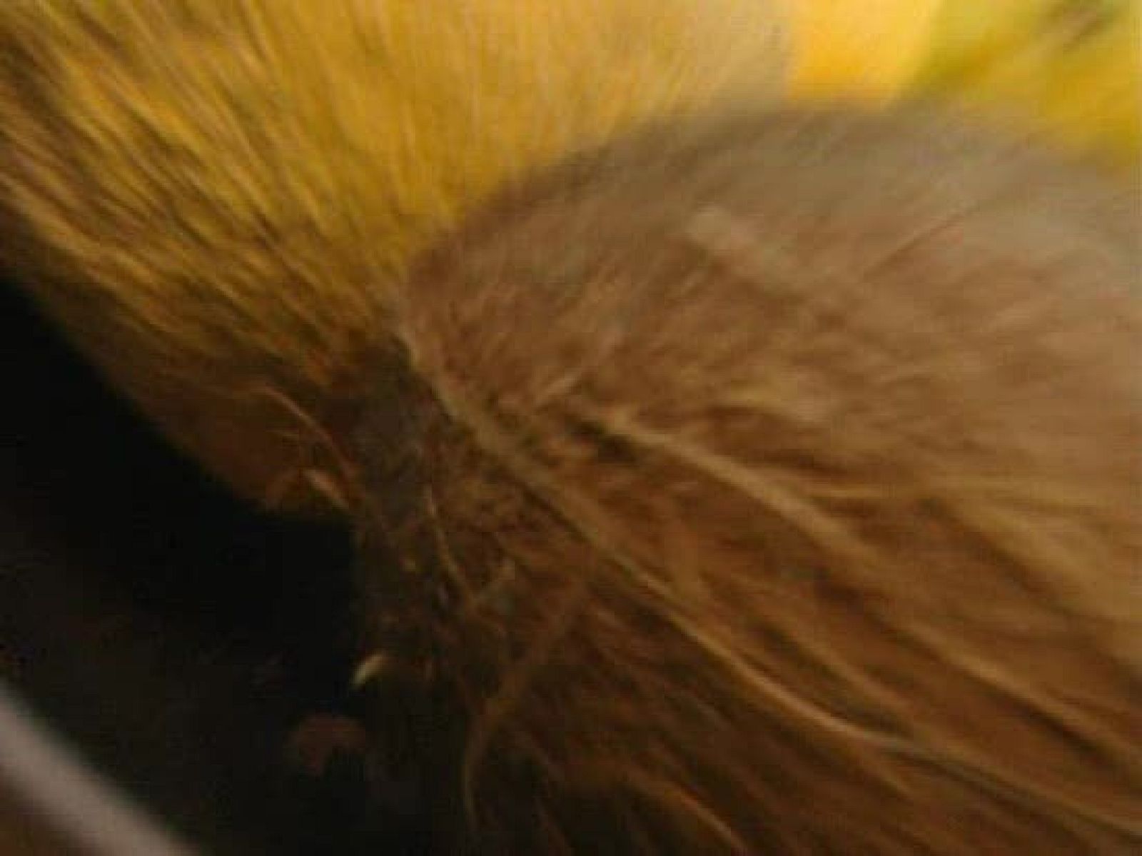 Zoom Tendencias. Aveda