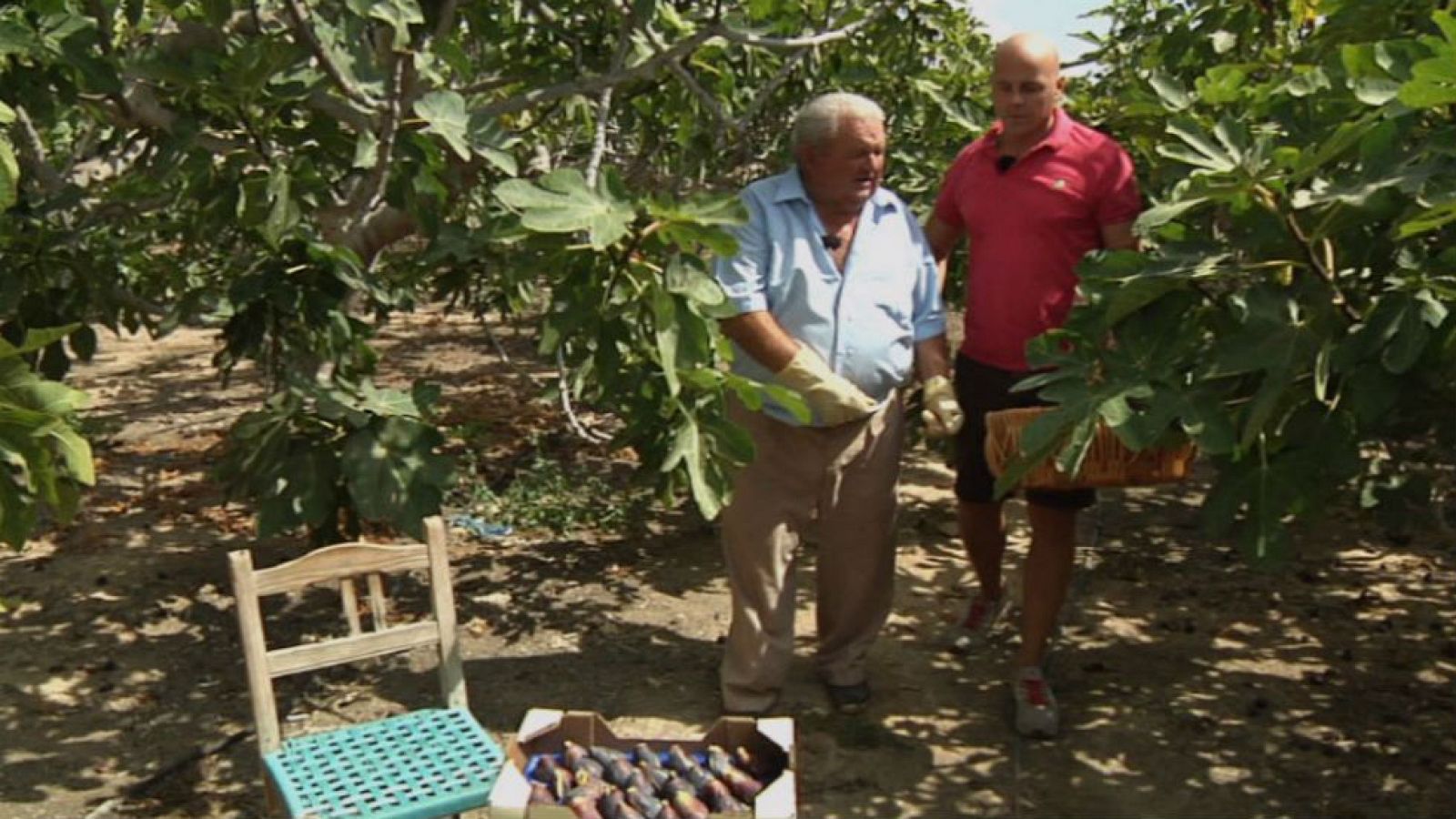 Higos de todo el mundo