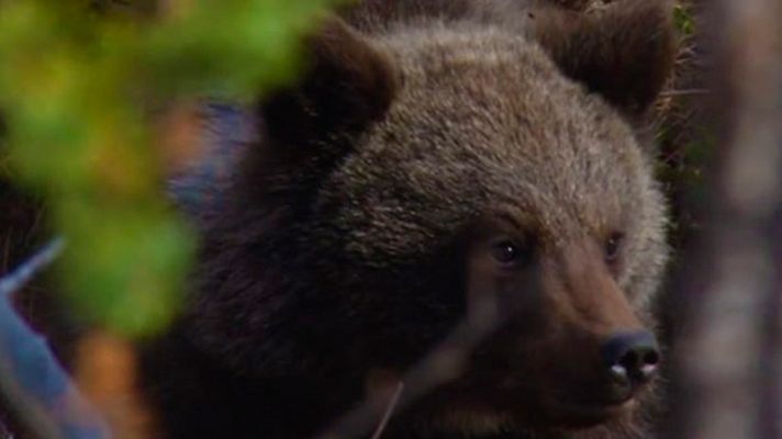 Grandes documentales - El salvaje Norte: El bosque