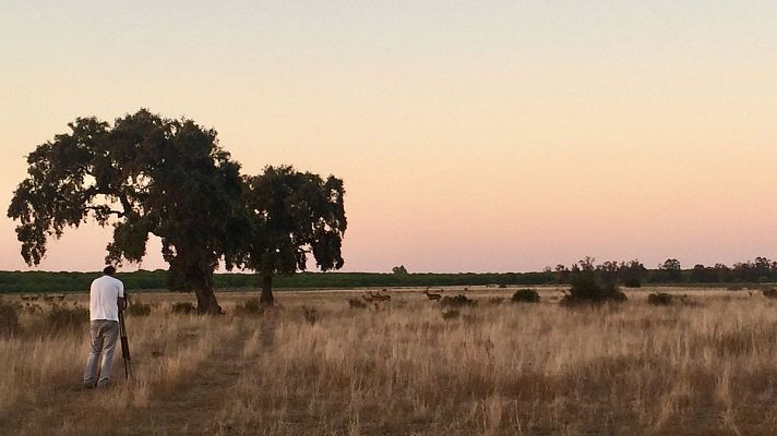 España Directo - Los ciervos de las marismas