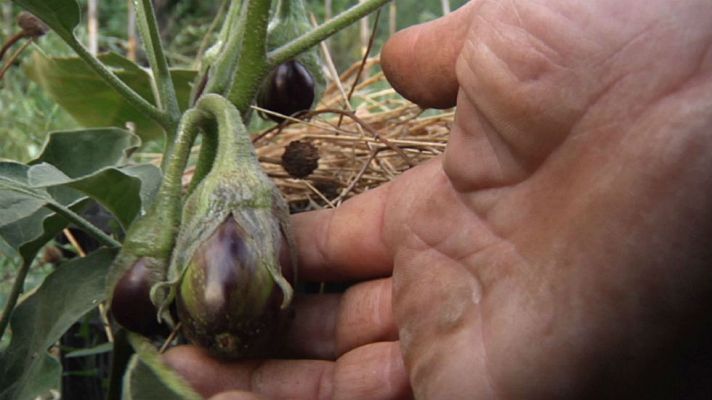 Aquí la Tierra - Plantas con mucho que contar