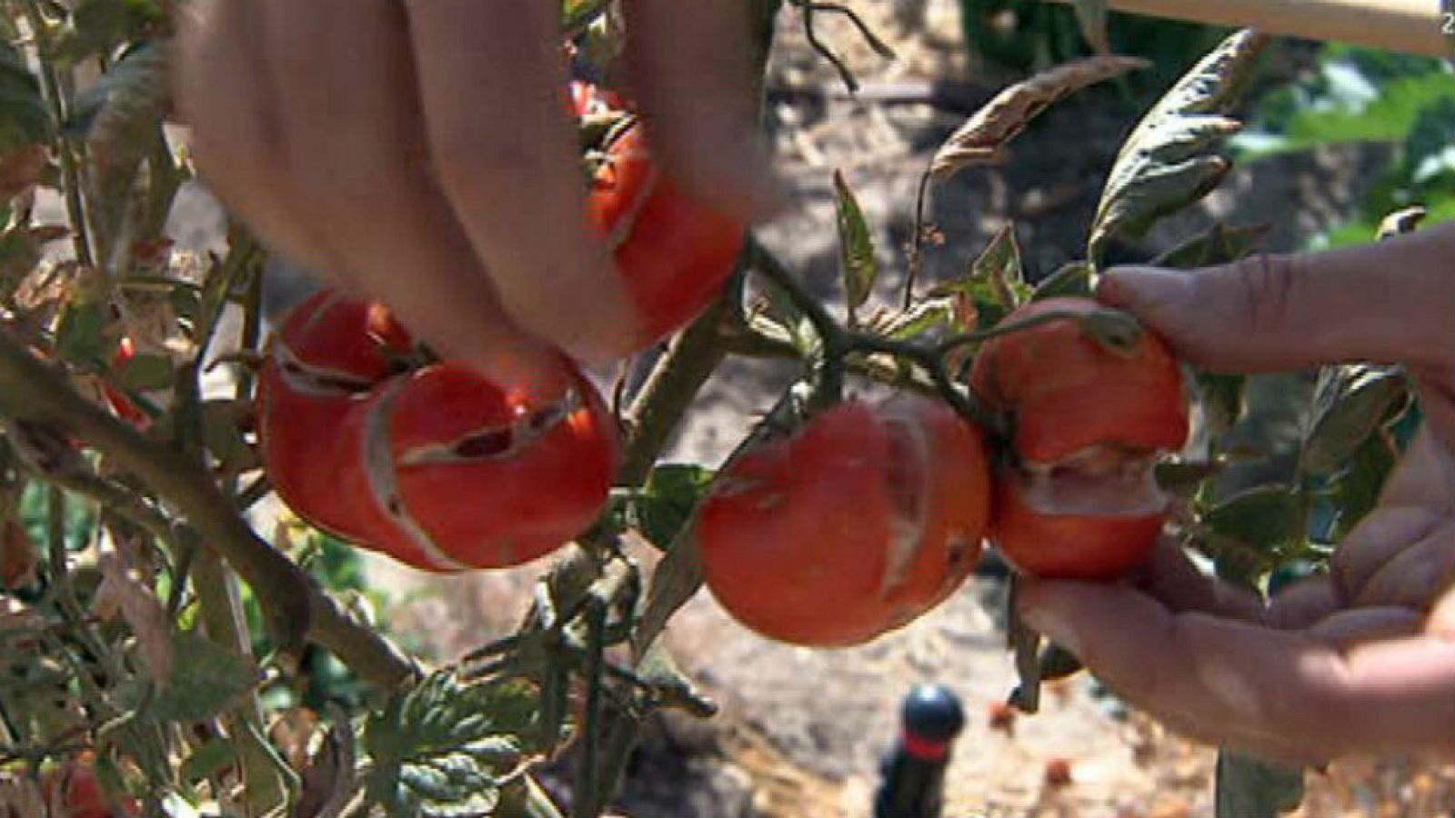 ¡Un poco de cariño, por favor!