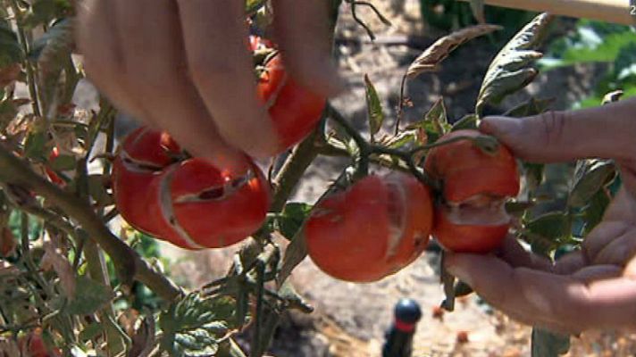 Aquí la Tierra - ¡Un poco de cariño, por favor!