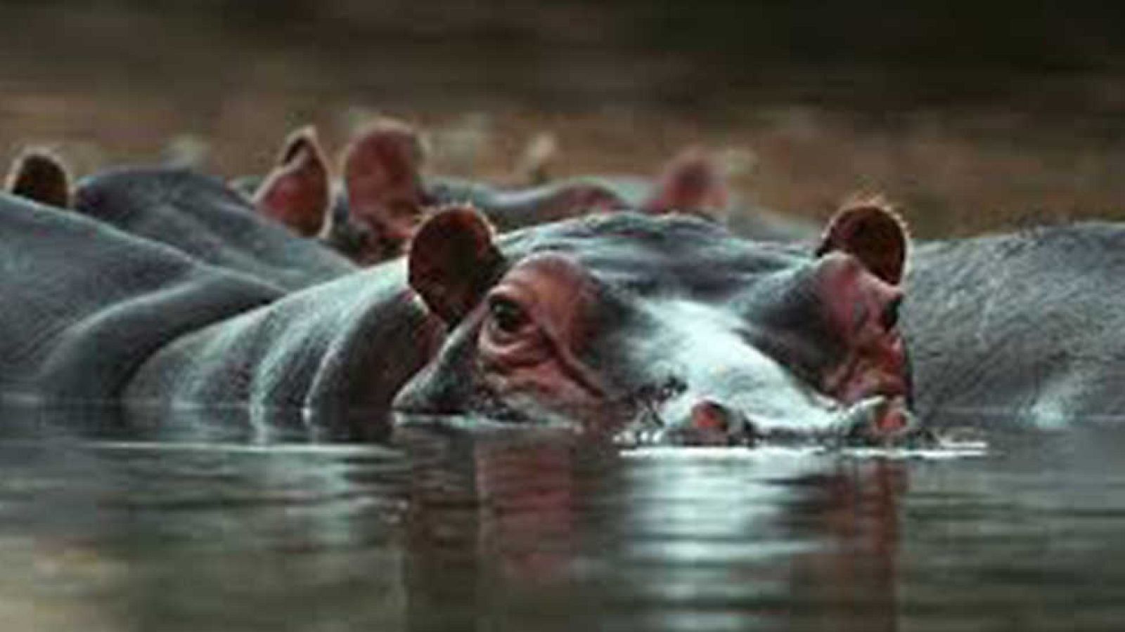 Grandes documentales - Guerra territorial: leones e hipopótamos - ver ahora