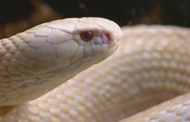 Ciencia y tecnología en Rtve.es - Animales venenosos que curan