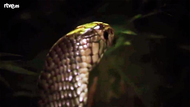 Velocidad mortal, el submundo oscuro - Avance