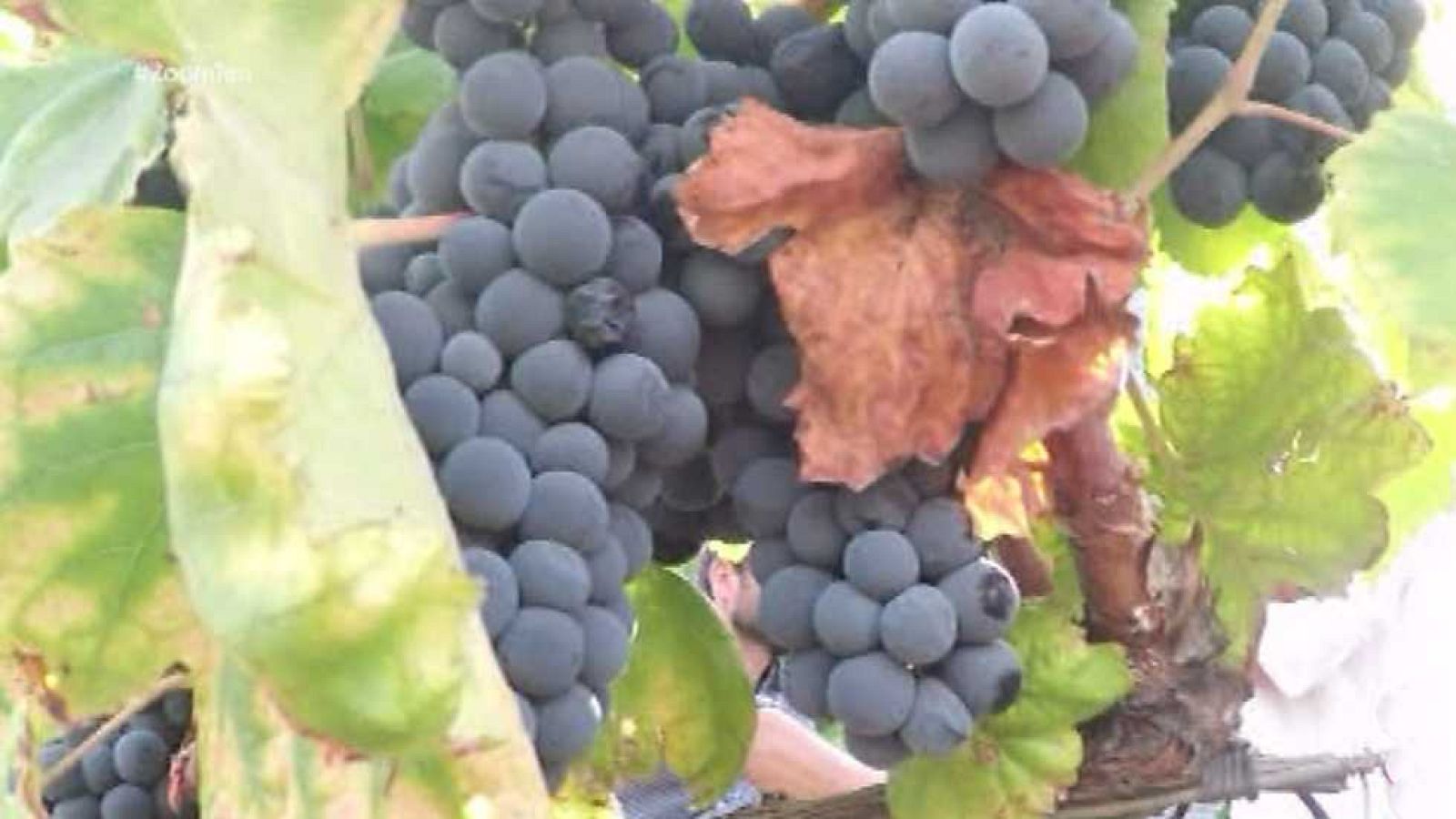 Zoom tendencias - El Duero portugués, dejarse llevar  - ver ahora