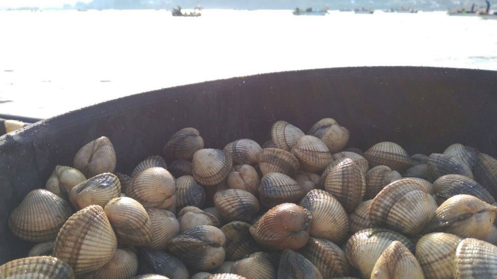 Arranca la campaña del berberecho