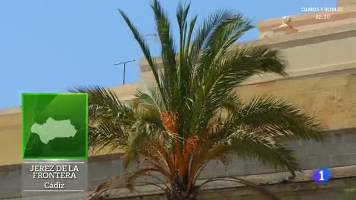 Aquí la Tierra - Malas hierbas ¡a la cazuela!