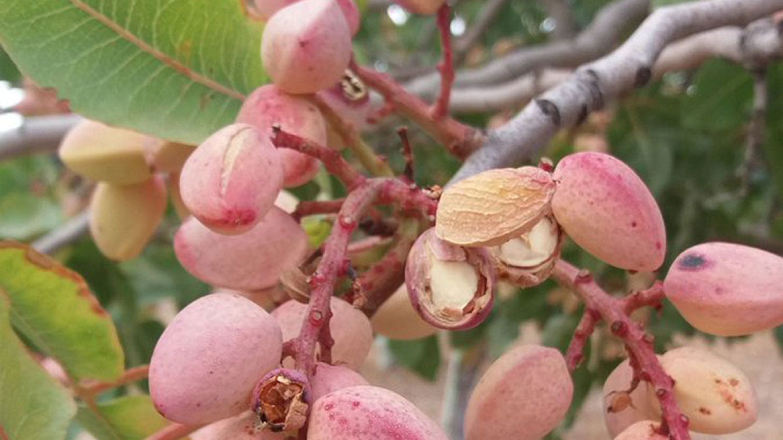 ¡A recoger pistachos!