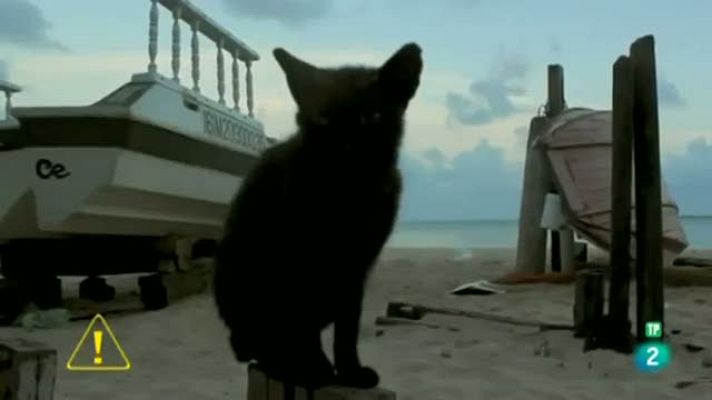 Atención obras - Nuevo álbum de Devendra Banjartt