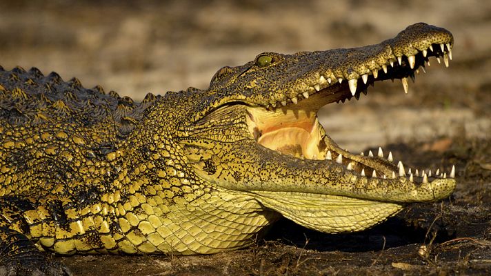 Grandes documentales - Los cocodrilos de Katuma