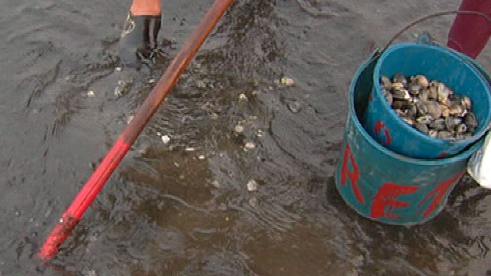 Recogiendo almejas japónicas