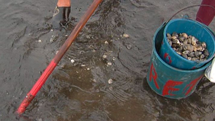 España Directo - Recogiendo almejas japónicas