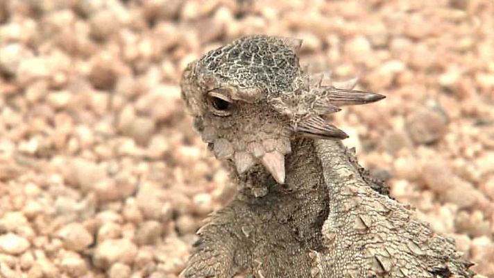 Grandes documentales - Islas y áreas protegidas del Golfo de California