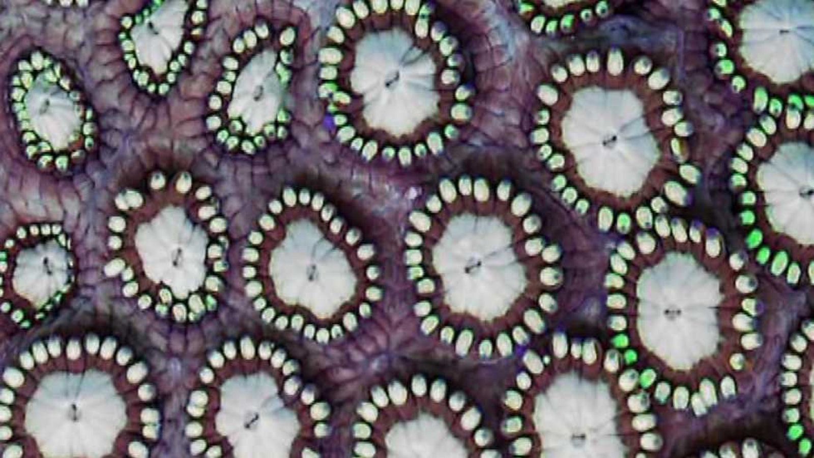 Zoom Net - Tek Fest, Braava Jet y Mafia 3 - ver ahora