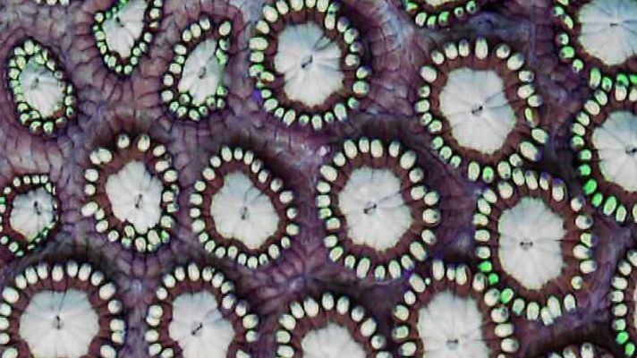 Zoom net - Tek Fest, Braava Jet y Mafia 3