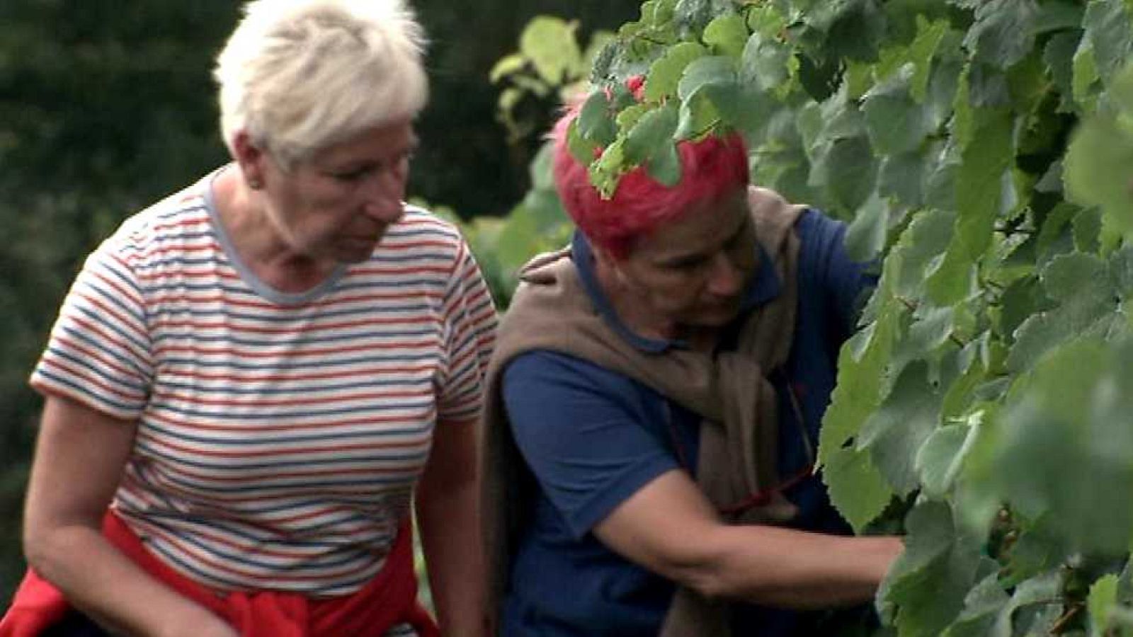 Agrosfera - 08/10/16 - ver ahora