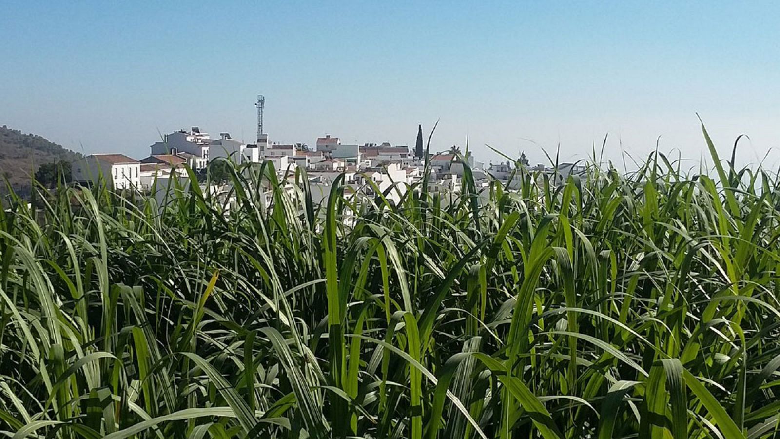 Así se fabrica la miel de caña
