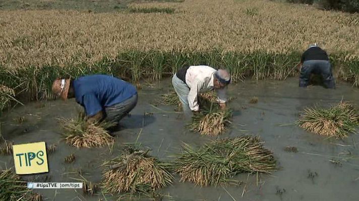 Tips - Tips - 10/10/16 - ver ahora