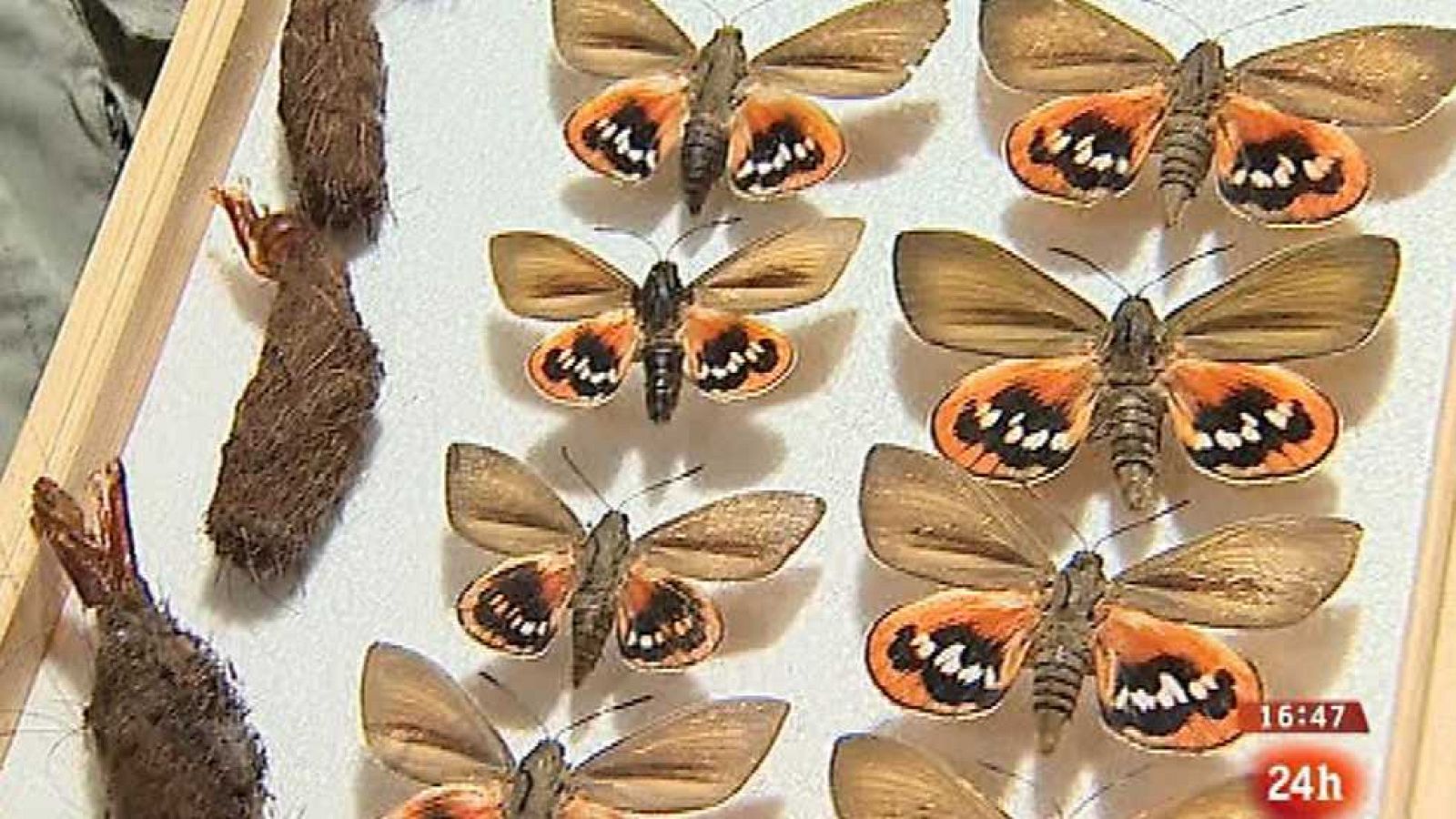 España en 24 horas - 11/10/16 - ver ahora