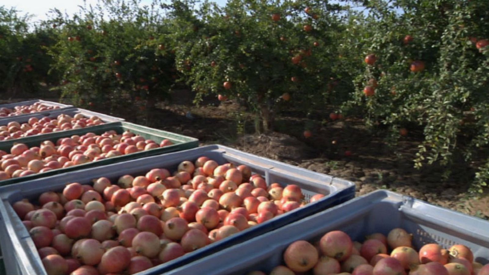 El truco infalible para abrir una granada