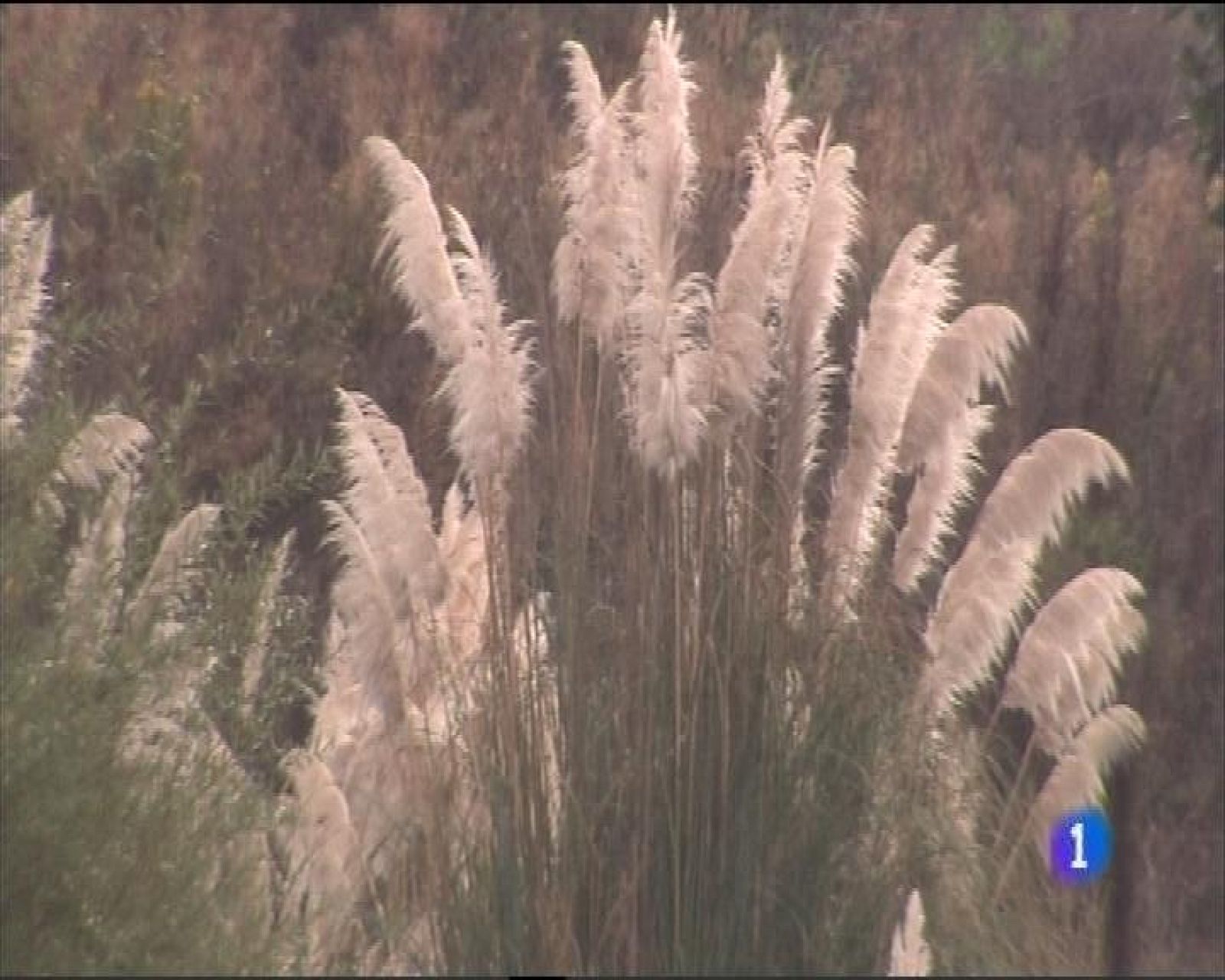 Panorama Regional 2 - 13/10/16 | Ver