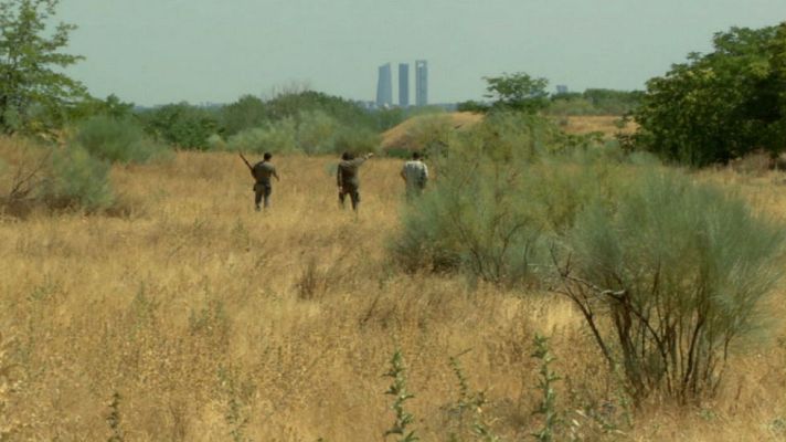 Aquí la Tierra - Un búho de ciudad