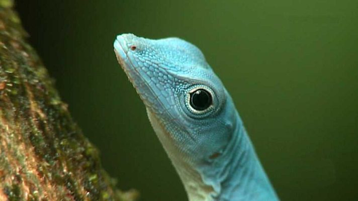 Grandes documentales - Patrimonio de la humanidad: S.flora y fauna de Malpelo