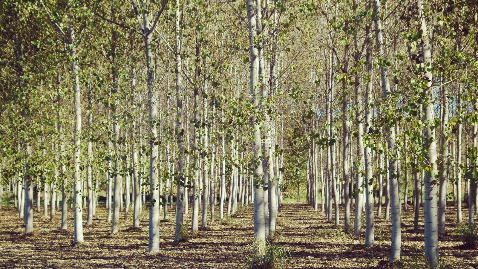 El bosque protector - Choperas - ver ahora