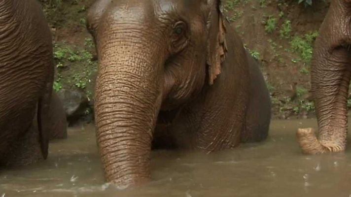 Grandes documentales - Las islas más salvajes de Indonesia: Reino de gigantes