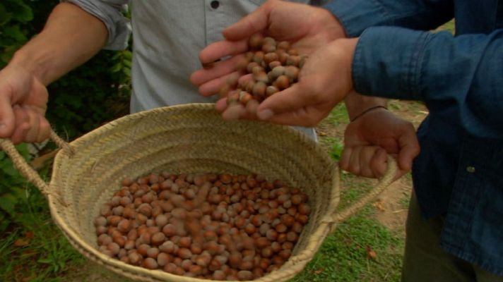 Aquí la Tierra - Asturias sabe a avellanas