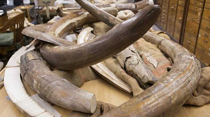 Documenta2 - Mamuts. Gigantes de la Edad de Hielo