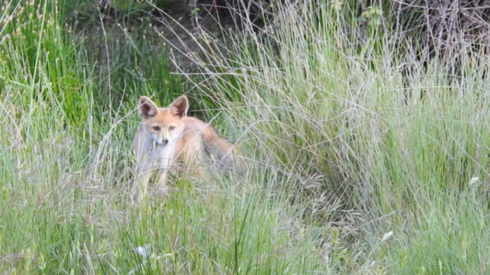 El zorro y su leyenda negra