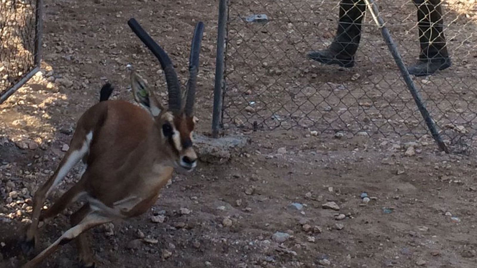 Gacelas en Almería para repoblar África