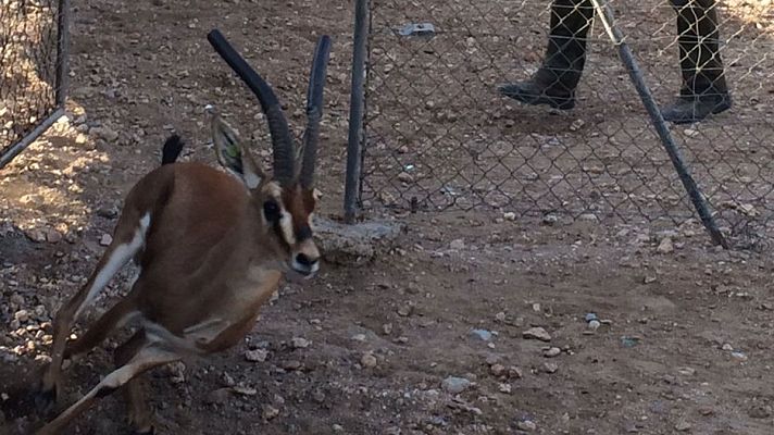 España Directo - Gacelas en Almería para repoblar África