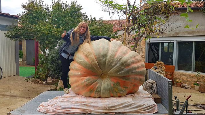 España Directo - Una calabaza de 616 kilos