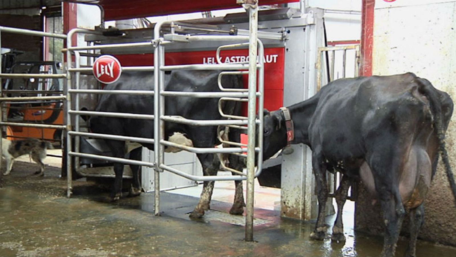 Ordeño ¡automático!