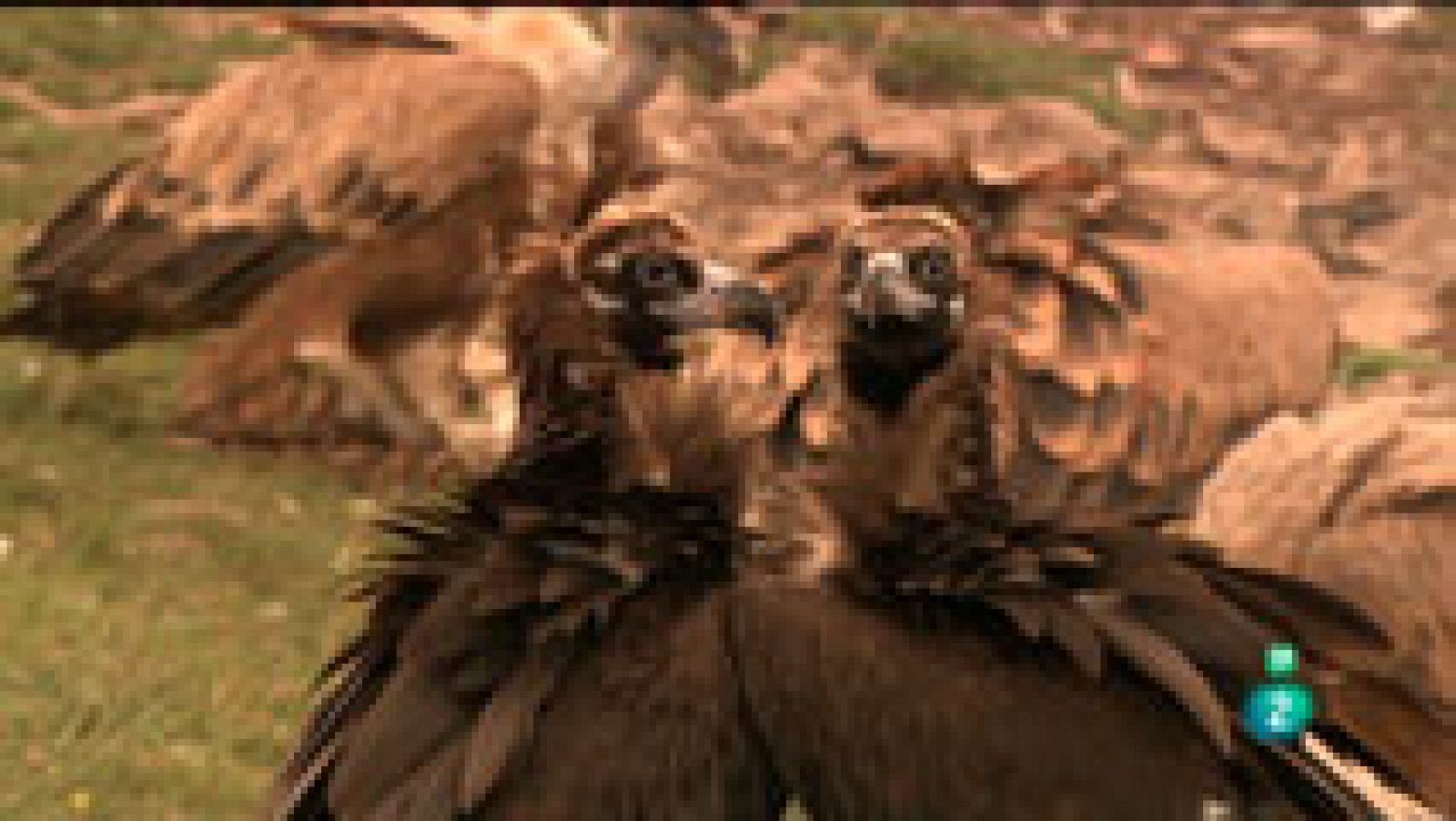 La Aventura del Saber. TVE. Diclofenaco: la muerte silenciosa