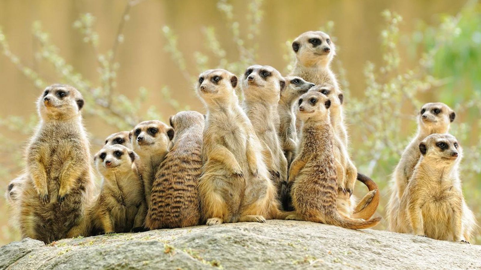 Grandes documentales - Los suricatos 3D - ver ahora