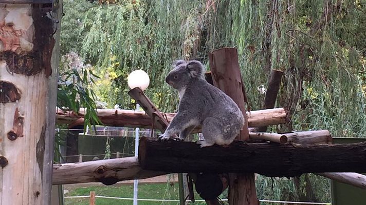 España Directo - Un día en el zoo de Madrid