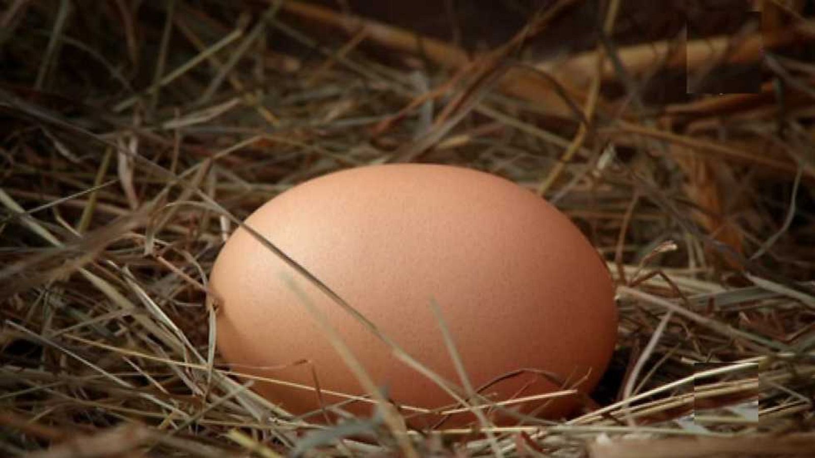 Recoger - Twirlywoos | Ver