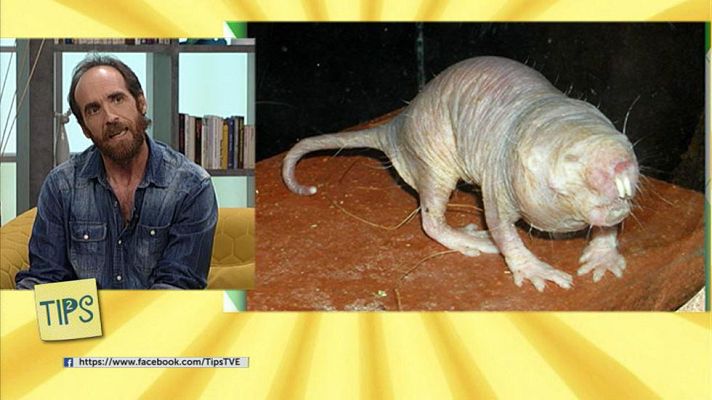 Tips - Animales feos