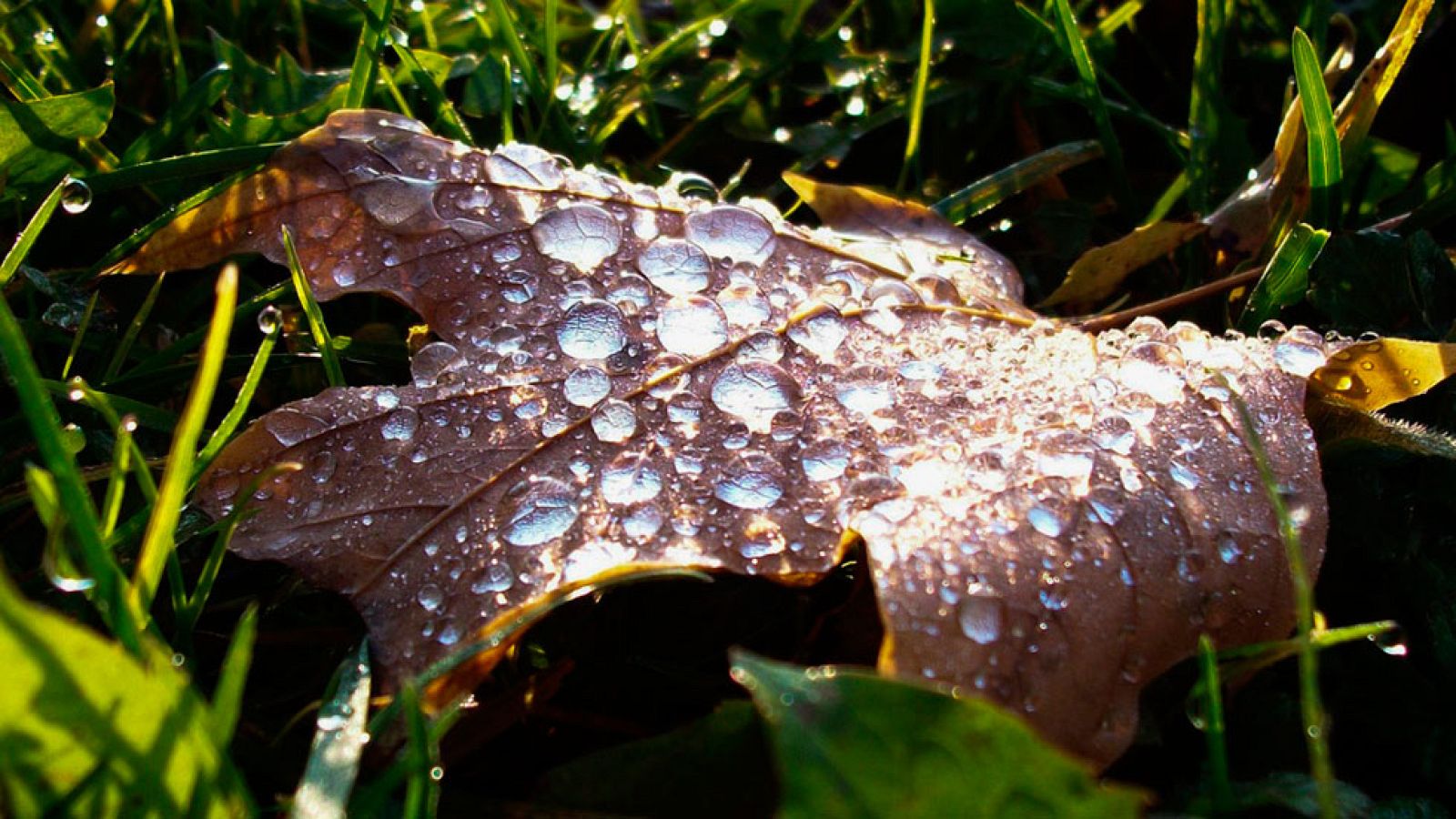 Cielos nubosos o cubiertos con precipitaciones en gran parte de la península y Canarias