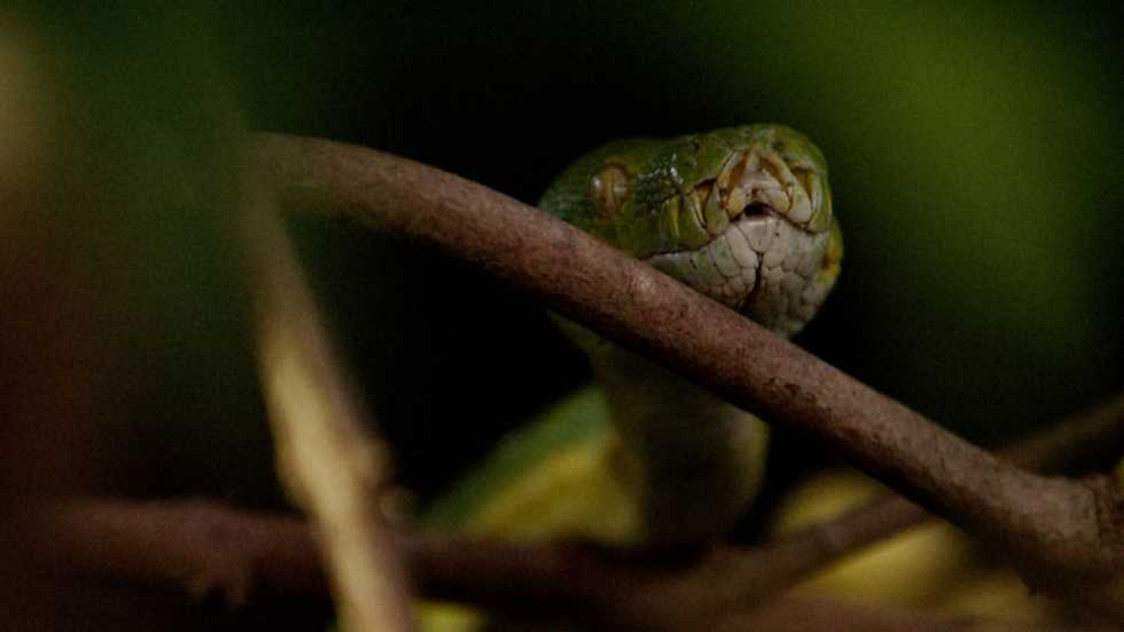 Grandes documentales - Las islas más salvajes de Indonesia: Reino de dragones - ver ahora
