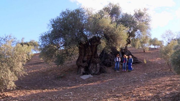 Aquí la Tierra - Un aceite tempranero
