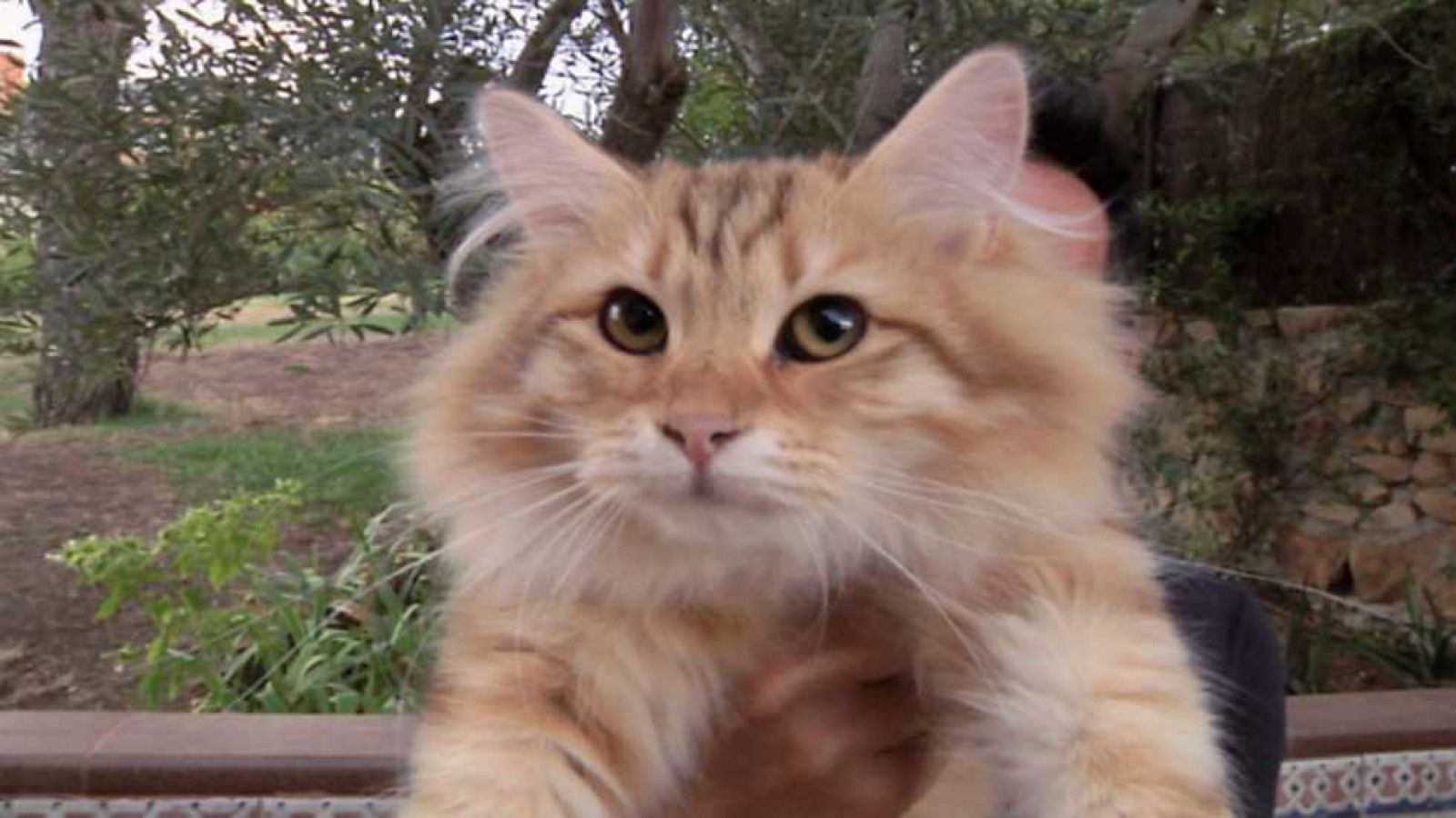 Aquí la tierra - 25/10/16 - ver ahora